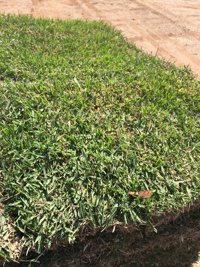 Top Quality Sod top-quality sod